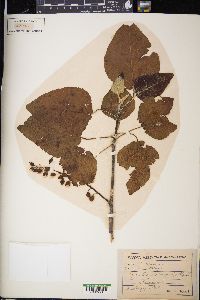 Populus heterophylla image