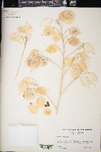 Lunaria annua image