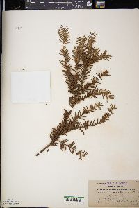 Taxus canadensis image