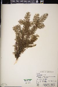 Taxus canadensis image