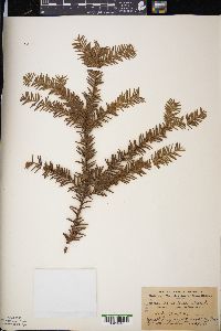 Taxus canadensis image