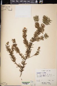 Taxus canadensis image