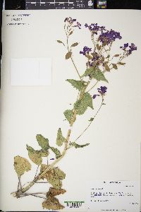 Lunaria annua image