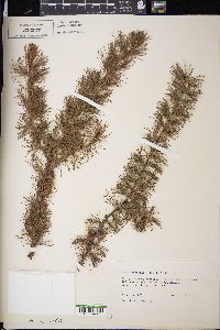 Larix laricina image