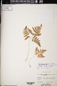 Gymnocarpium dryopteris image