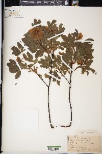 Rosa blanda image