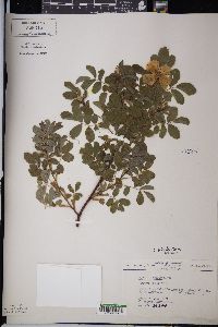 Rosa blanda image