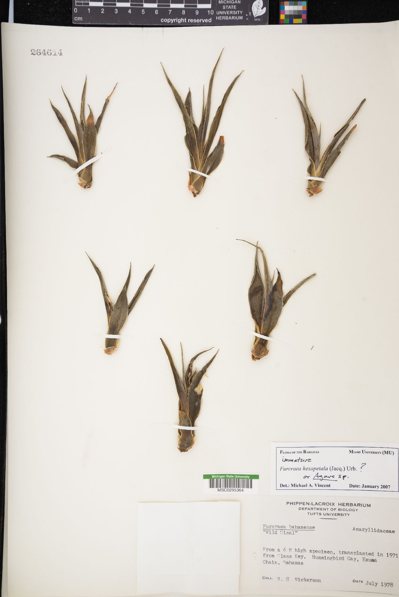 Furcraea hexapetala image