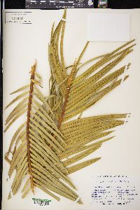 Cycas revoluta image