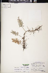 Polypodium polypodioides image