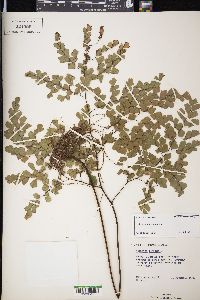 Adiantum tenerum image