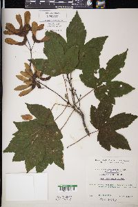 Acer pseudoplatanus image