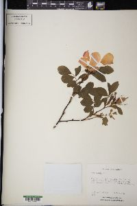 Rosa blanda image