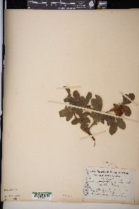 Rosa blanda image