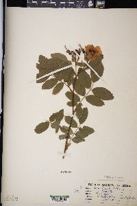 Rosa blanda image