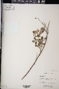 Rosa blanda image