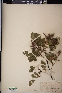 Rosa blanda image