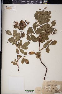 Rosa blanda image