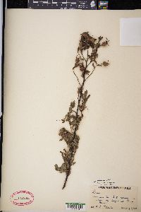 Rosa blanda image