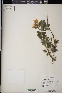 Rosa blanda image