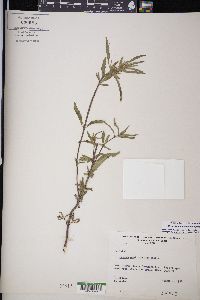 Monarda citriodora subsp. austromontana image