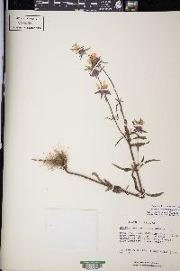 Monarda citriodora subsp. austromontana image