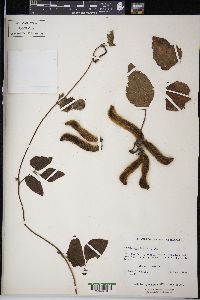 Mucuna pruriens image