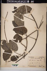 Mucuna urens image
