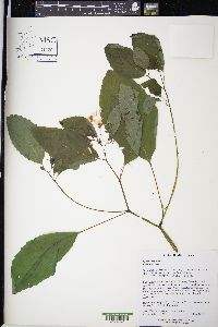 Impatiens pallida image