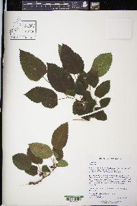 Morus alba image