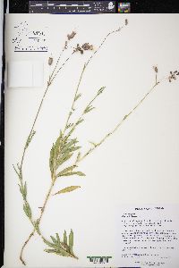Silene vulgaris image