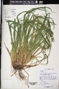 Carex gracilescens image