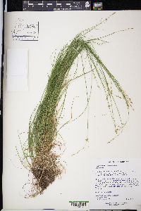 Carex radiata image
