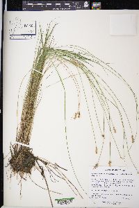 Carex atlantica subsp. capillacea image