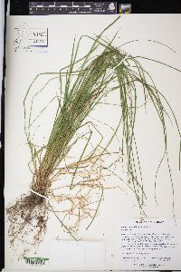 Carex radiata image