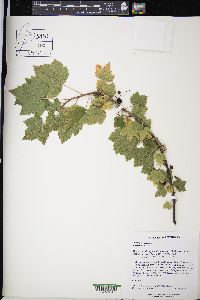 Ribes americanum image