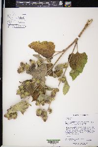 Arctium minus image