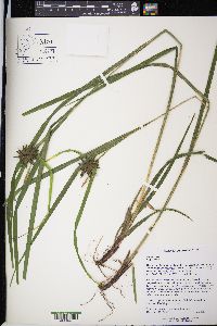 Carex grayi image