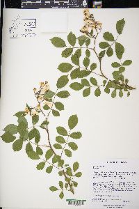 Rosa multiflora image