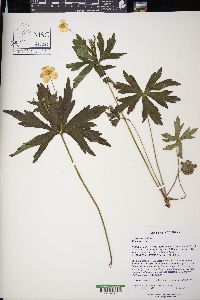 Anemone canadensis image
