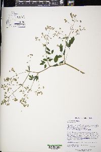 Thalictrum dasycarpum image