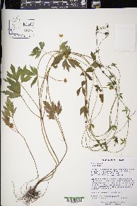 Ranunculus acris image