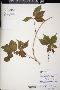 Parthenocissus inserta image