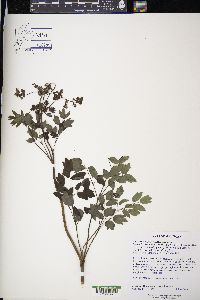 Thalictrum dasycarpum image