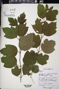 Viburnum opulus image