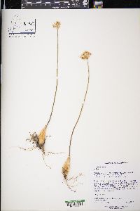 Allium tricoccum image