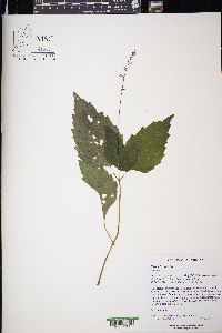 Phryma leptostachya image