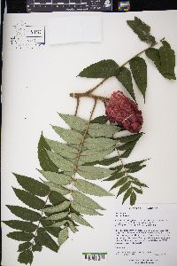 Rhus typhina image