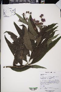 Vernonia missurica image