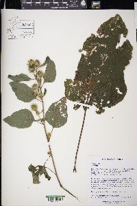 Arctium minus image
